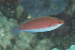 Cirrhilabrus beauperryi