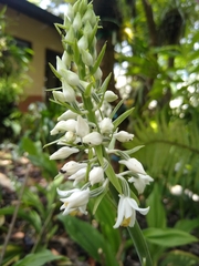 Calanthe calanthoides