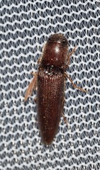 Dicrepidius palmatus