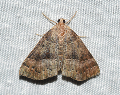 Hypena deceptalis