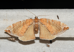 Eulithis molliculata