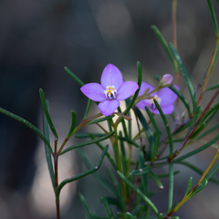 Boronia filifolia