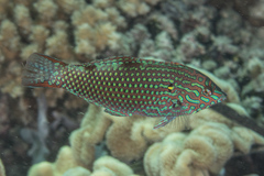 Blackspotted Wrasse photo 5