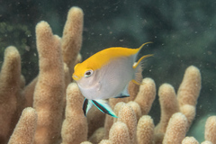 Neoglyphidodon melas