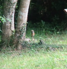 Turdus hortulorum