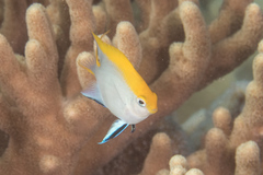 Neoglyphidodon melas