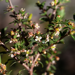 Micrantheum demissum