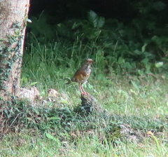 Turdus hortulorum