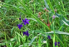 Delphinium patens