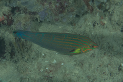 Halichoeres melanurus