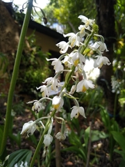 Calanthe calanthoides
