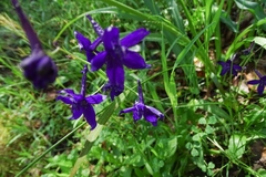 Delphinium patens