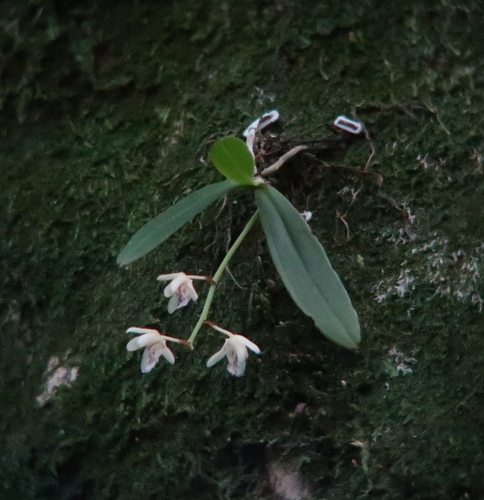 Sedirea japonica iNat (1)