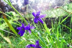 Delphinium patens