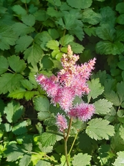 Astilbe rubra