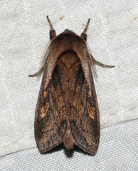 Bellura densa