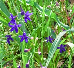 Delphinium patens