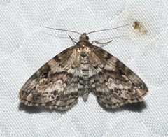 Melanomma auricinctaria