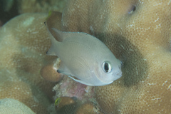 Azurina lepidolepis