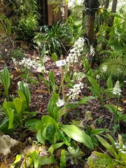 Calanthe calanthoides