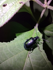 Criocerinae