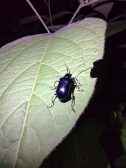 Criocerinae