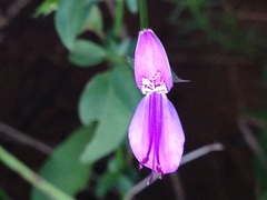 Dicliptera eenii