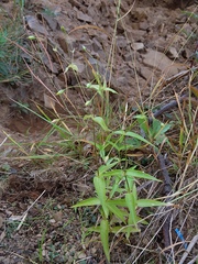 Stellaria fenzlii