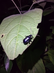Criocerinae