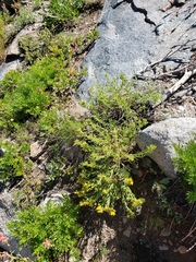 Ericameria suffruticosa