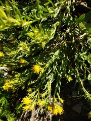 Ericameria suffruticosa