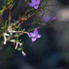 Boronia filifolia