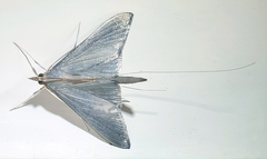 Neadeloides glaucoptera