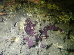 Aplysilla polyraphis