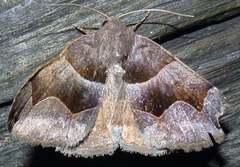 Gondysia