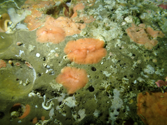 Eurylepta aurantiaca