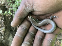 Plestiodon tetragrammus brevilineatus