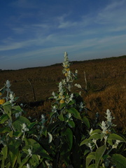 Buddleja stachyoides