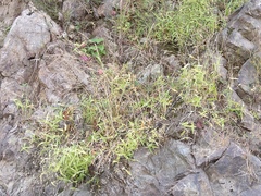 Stellaria fenzlii