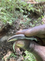 Plestiodon tetragrammus brevilineatus