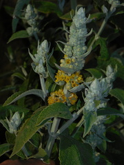 Buddleja stachyoides