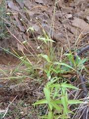 Stellaria fenzlii