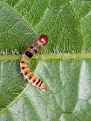 Pterygota