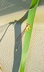 Enallagma vesperum