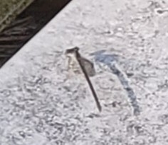 Enallagma vesperum