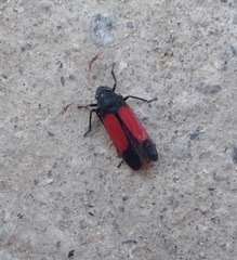 Cardioscarta flavifrons
