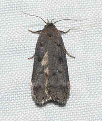 Anacampsis innocuella