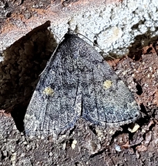 Idia diminuendis