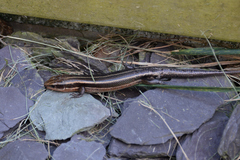 Plestiodon finitimus