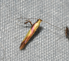 Caloptilia packardella